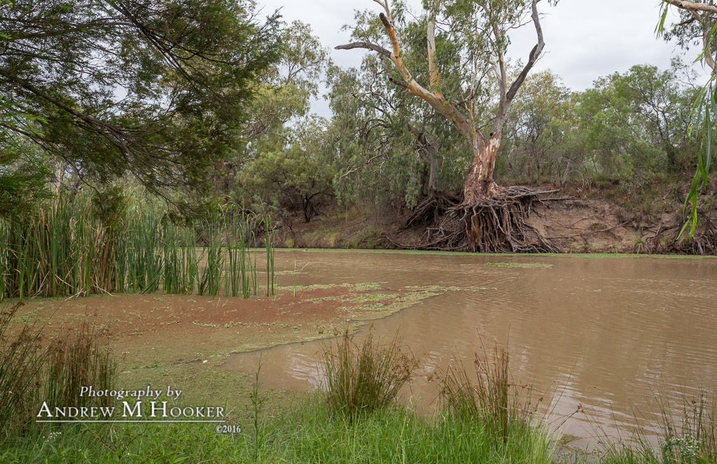 Barwon River Tree Roots Mungindi